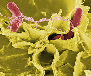 micro, photography, green, red, microorganism, microscopic, view, bacteria, salmonella, pathogens, disease