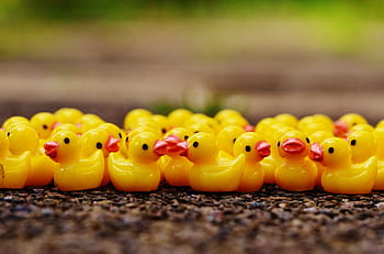 ducks, figures, group, cute, sweet, many