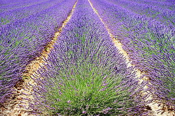 lavender garden, lavender, lavender field, lavender flowers, blue, flowers, purple, dunkellia, violet, lavender cultivation, agriculture