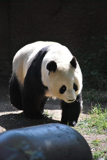 crawling, panda, green, grass, zoo, nature, zoo animals, wild, bear, forest, panda - Animal