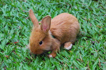 brown, rabbit, grass, animal, baby rabbit, bunny, cute, nature, mammal, pet, baby
