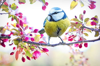 flach, fokus fotografie, Weiß, Grün, Vogel, Ast, Frühlingsvogel, Frühling, Blau, blühender Baum, Natur