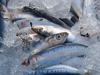 pesci grigi, sardine, pesce fresco, sardine fresche