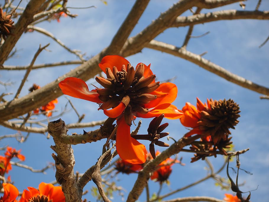 pohon, bunga, terra natura, benidorm, corolla, daun, taman, mekar