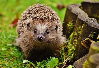 brown hedgehog, hedgehog child, young hedgehog, hedgehog, animal, spur, nature, garden, mammal, hannah, foraging