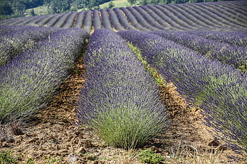 lawenda, valensole, Prowansja, Francja, Europa, alpes-de-haute-provence, badać, rolnictwo, rustykalny, turystyka, lato