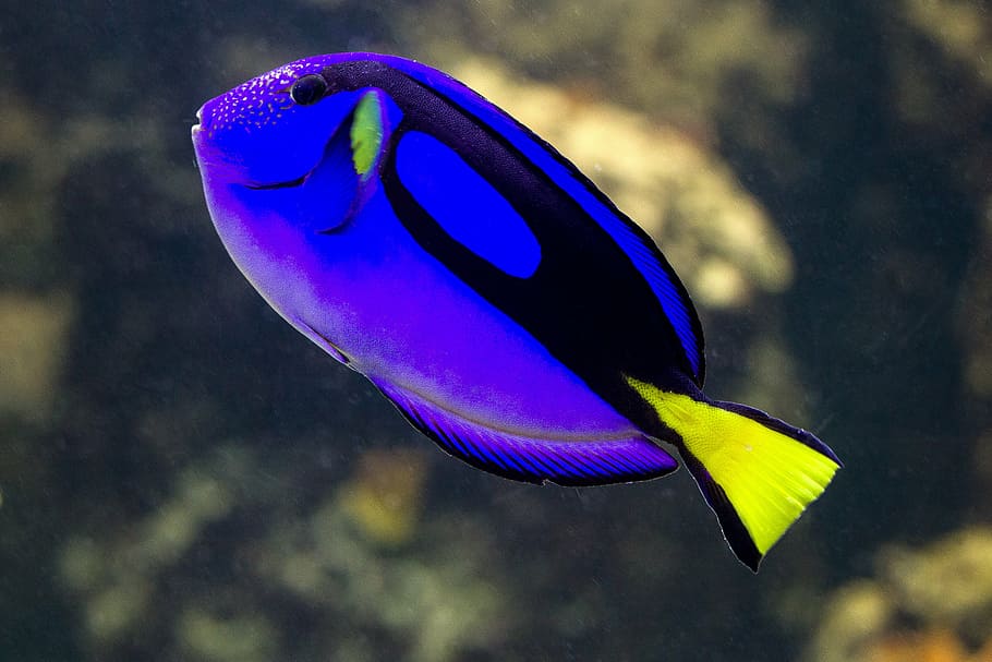 ภาพถ่ายระยะใกล้, สีน้ำเงิน, สีดำ, ปลา, ปลาทะเล, ปลาปะการัง, dori