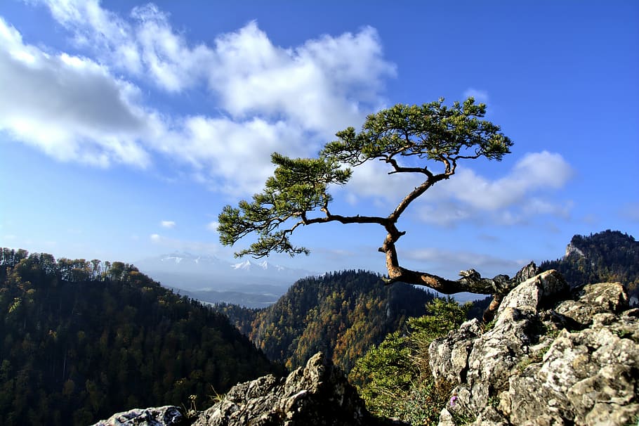 hory, pieniny, krajina, Polsko, strom, horní, podzim, malopolska, Příroda, skály, způsob