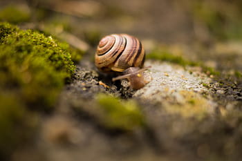 kedalaman, fotografi lapangan, siput, selektif, foto, coklat, satu hewan, tema hewan, fokus selektif, hewan di alam bebas, gastropoda