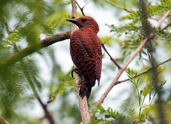 rufous woodpecker, wild, bird, wildlife, outdoor, perch, tree, branch, nature, natural, forest