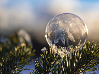 önemsiz şey, astı, çam ağacı, tüy, rüya, yakalayan şey, doğa, yapraklar, düşkapanı, bokeh, küre