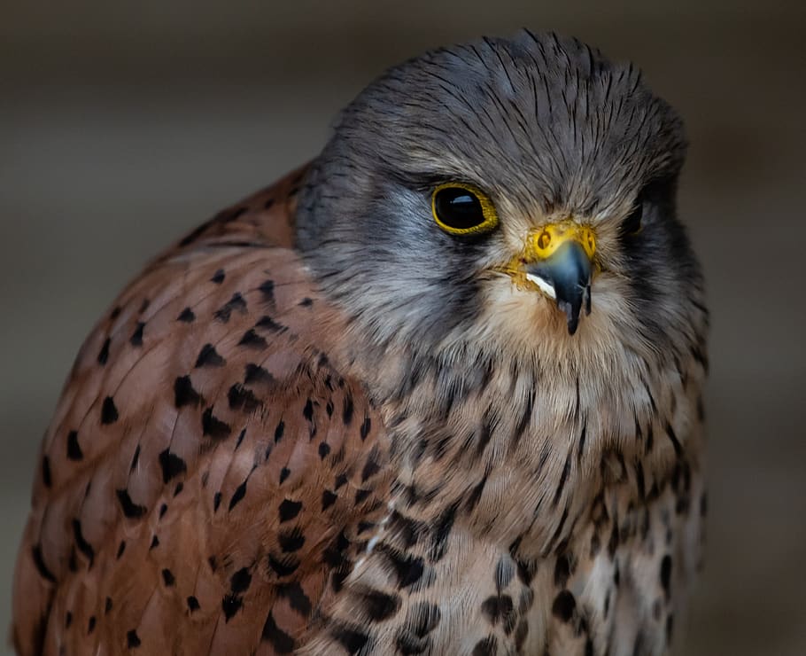 kestrel, hunting, raptor, nature, bird, predator, hunter, wildlife, falcon, flight, feather
