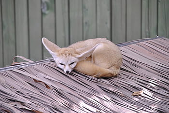 fennec fox, roof, desert fox, proverbs, zoo