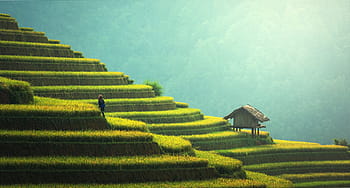 landscape photography, rice terraces, daytime, brown house, distance, agriculture, asia, cat, china, cloud, colorful