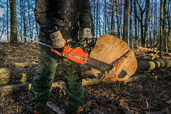 wood, chainsaw, tree, saw, forest, dangerous, woodworks, chain, nature, sawing, cut