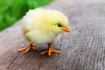 yellow chick, easter, chicks, baby, beautiful, sweet, cute, yellow, birds, poultry, feather
