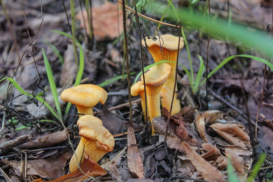 chanterelles, μανιτάρια, δάσος
