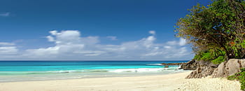 green, leaf tree, beach, seychelles, sea, ocean, holiday, recreation, bathing, trees, water