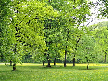 green leaf trees, germany, nature, trees, foliage, woods, outside, landscape, field, scenery, scenic