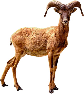 ram marrone, grande corno, animale, natura, selvaggio, mammifero, corno, ritratto, bianca, a caccia, maschio