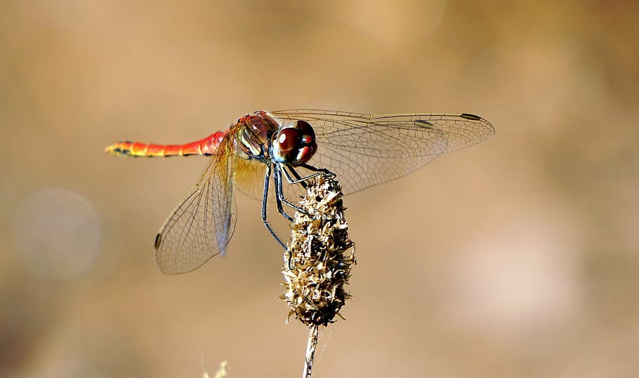 Insect, Beauty, red, flying insect, red dragonfly, dragonfly, wings, branch, translucent wings, one animal, animal wildlife