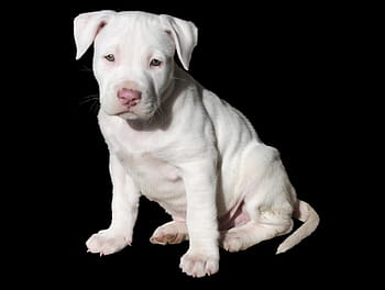 short-coated white puppy, cute, white, puppy, dog, pit bull, pitbull, staffordshire, american, terrier, breed