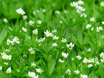 mařinka vonná, květ, bílý, list, stonek, zelená, galium odoratum, lesní rostlina, galium, listnatý les, kumarin