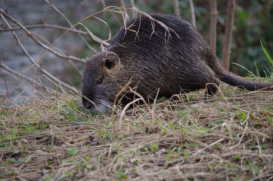 Nutria, Coypu, Neozoa, Nager, Rodent, animal, nature, fur, waters, mammal, foraging