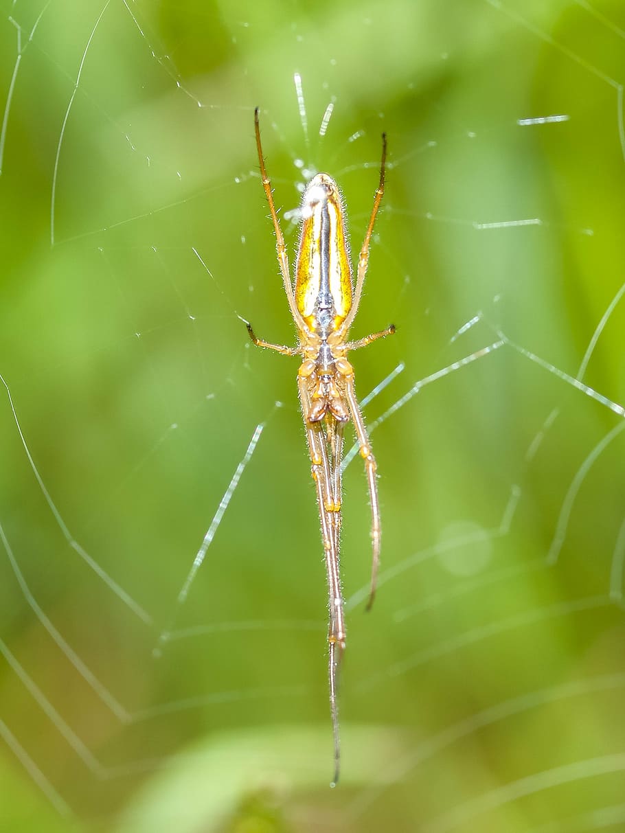 strecker spider, spider, nature, animal
