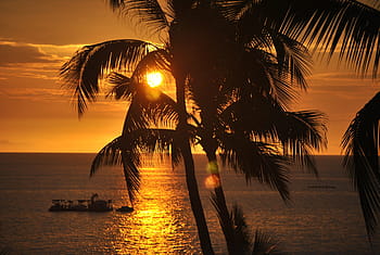 silueta fotografie, palma, hawaii, západ slunce, oceán, cestovat, pláž, moře, letní, voda, ostrov