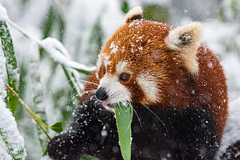 Red Panda, panda, tree, branch, daytime