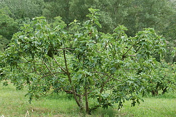 fíkovník, provence, jižní, strom, Příroda, list, zemědělství, rostlina, ovoce, jídlo, zelená barva