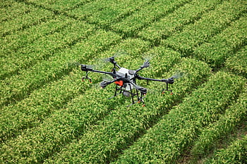 dji, uav, drone na ochranu rostlin, zemědělské půdy, zemědělství, ochrany rostlin, t16, rýže, v rýžovém poli, agras, trubec