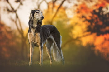 tilt-skiftfoto, saluki hund, natur, hund, vinthund, saluki, sällskapsdjur, djur-, kärlek, trogen, färger