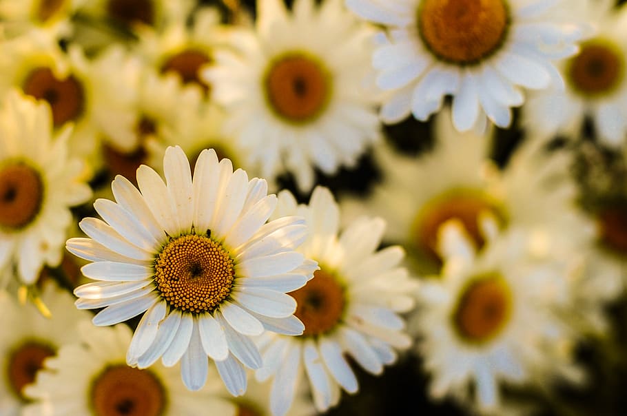 daisies, daisy, flowers