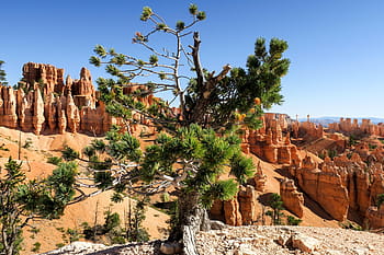 green, leaf tree, canyon, daytime, leaf, trees, near, rocky, mountain, bryce, national