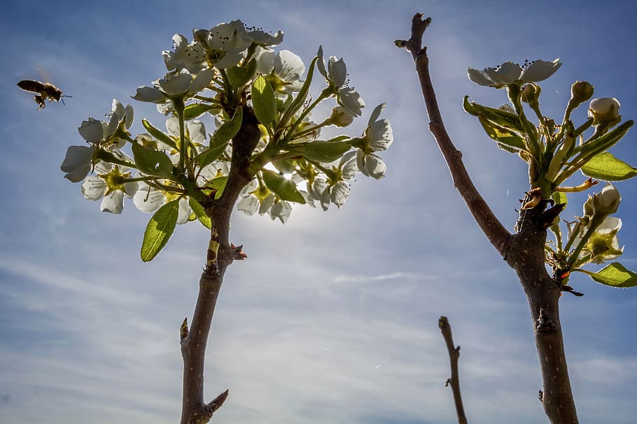 pianta, natura, ramo, all'aperto, foglio, ambiente, frutta, stagione, giardino, luce del giorno, miele