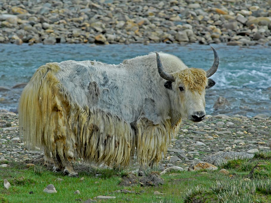 white, yellow, yak, standing, river, animal, tibet, grass, nature, agriculture, farm