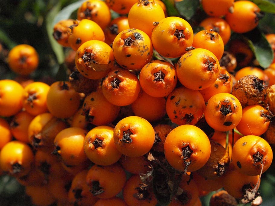 Haw, Fruit, Fruits, Berries, Sorbus, haw, fruit, orange, sorbus aria, food and drink, food, close-up