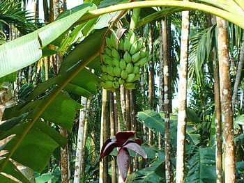 Plantain, Green, Banana, green, banana, arecanut orchard, malnad, uttar kannada, india, tree, palm tree, tropical climate