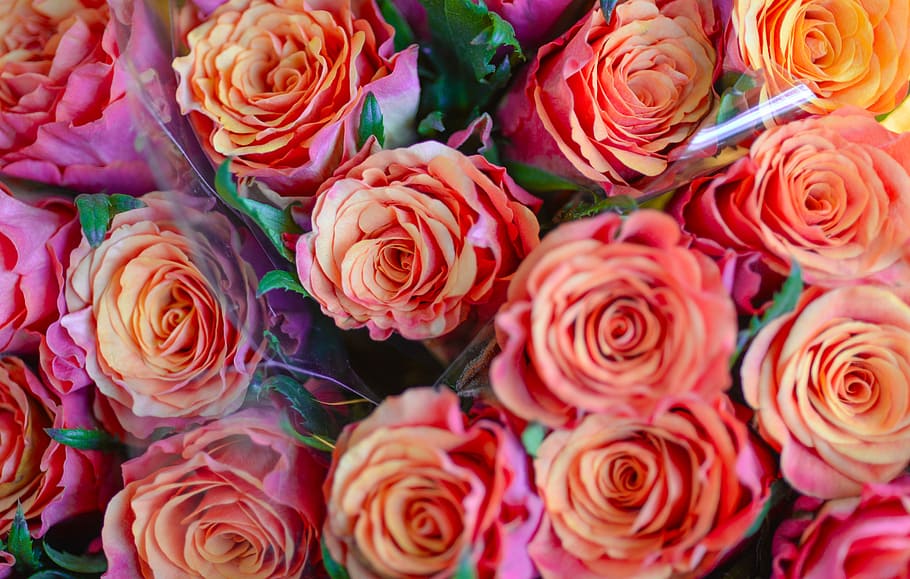 bunch, orange, roses, rose, bouquet, petal, love, flower, floral, blooming, romance