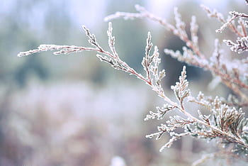 trees, branches, leaves, frost, winter, cold, nature