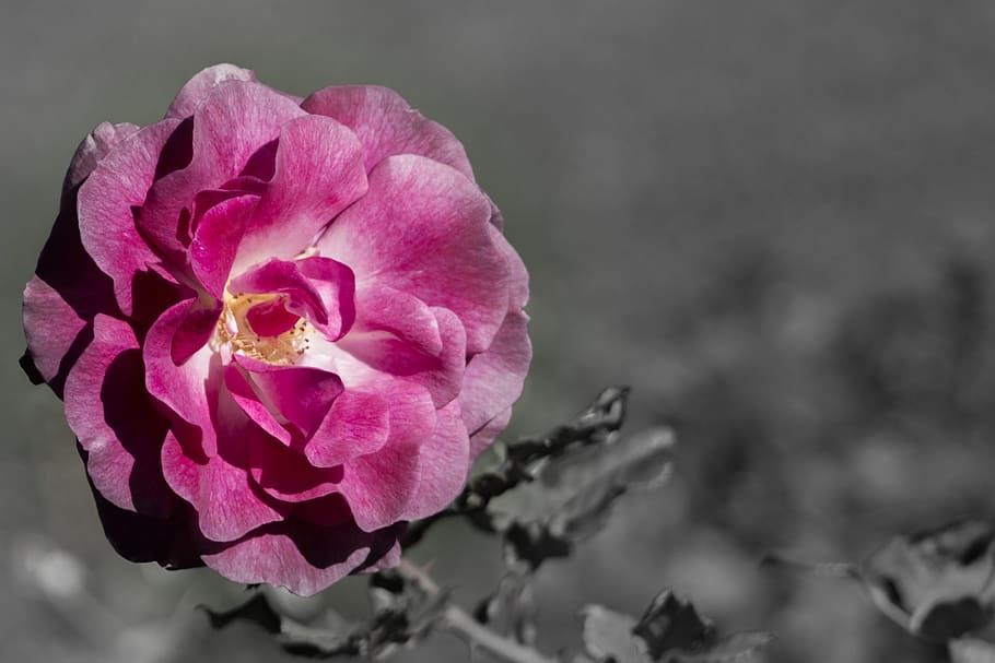 rose, spot art, elegant, dash color, pink petals