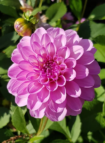 jiřina, květ, květ dahlia, pozdní léto, zahrada, dahlia zahrada, zahradní rostlina, podzimní květina, rostlina, růžový, Příroda