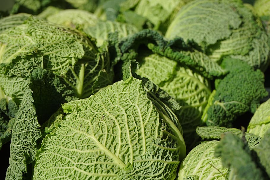 savoy, zelenina, kohl, zdravý, zelená, Kadeřávek, welsch karbonát, welsch bylina, wirz, hlávkové zelí, zelí