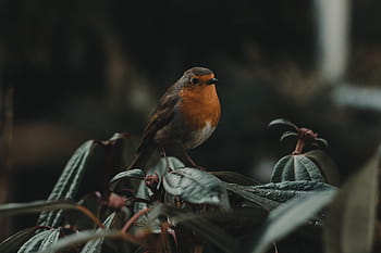 flach, fokus fotografie, Orange, grau, Vogel, Schnabel, Feder, Tier, fliegen, Tiere in freier Wildbahn, Tierwelt