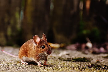 brown, mouse, land, rodent, cute, mammal, nager, nature, animal, wood mouse, apodemus sylvaticus