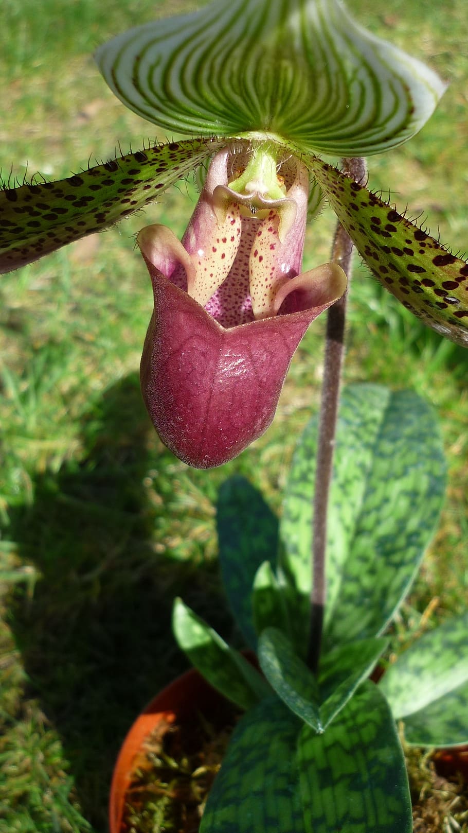 frauenschuh, tropické orchidej, květ