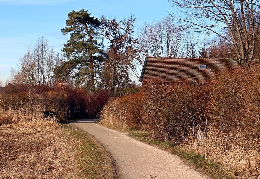 nature, red, reddish, plant, roof, housetop, away, sidewalk, autumn
