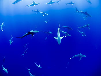 サメの学校、 学校、 サメ、 水中、 青、 海、 魚、 水泳、 大規模な動物グループ、 海中、 海の生物